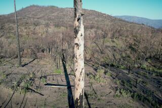 Report blames forest supervisors for letting 2006 canyon blaze grow