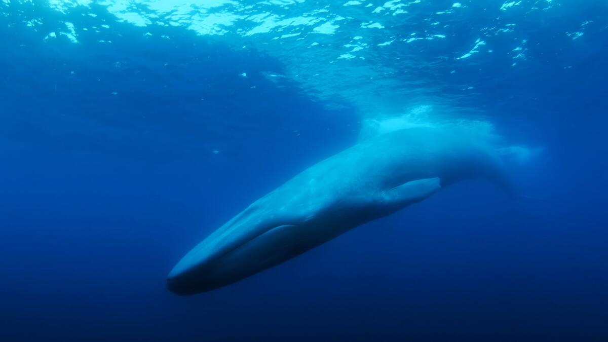 A whale underwater in the documentary "The Loneliest Whale: The Search for 52."
