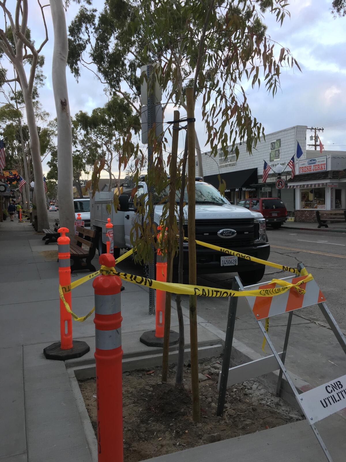 A new eucalyptus tree is planted in a spot that had long been empty along Marine Avenue on Balboa Island.