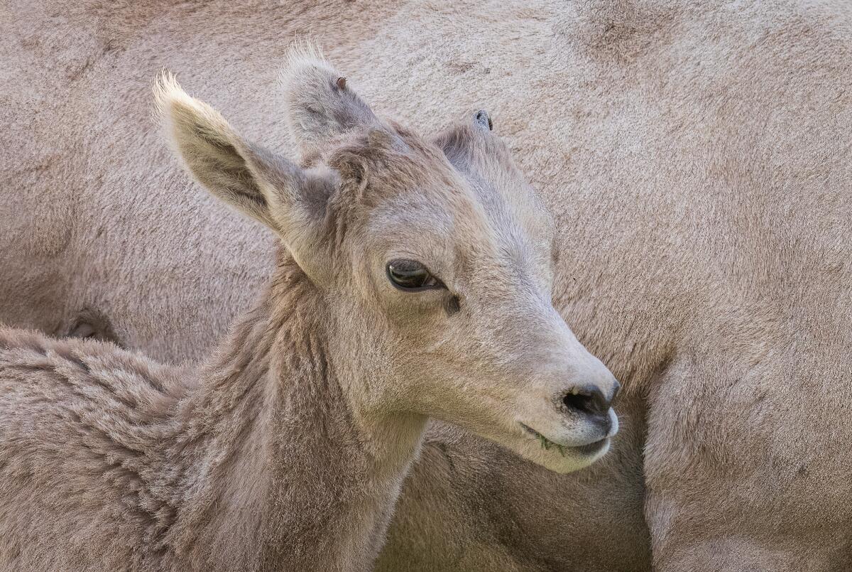 A bighorn sheep lamb.