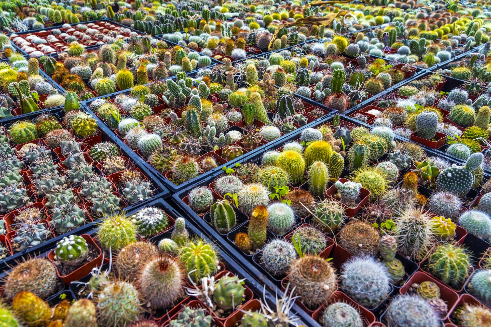 Pallets of cactus spread out side by side in squares.