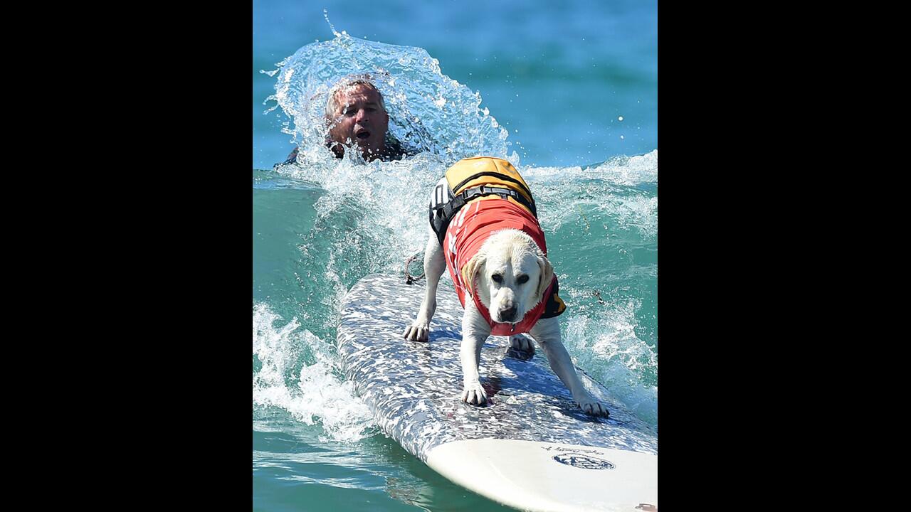 Unleashed Surf City Surf Dog contest