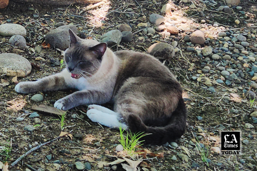 LA Times Today: Missing house cat makes incredible trek from Yellowstone to California