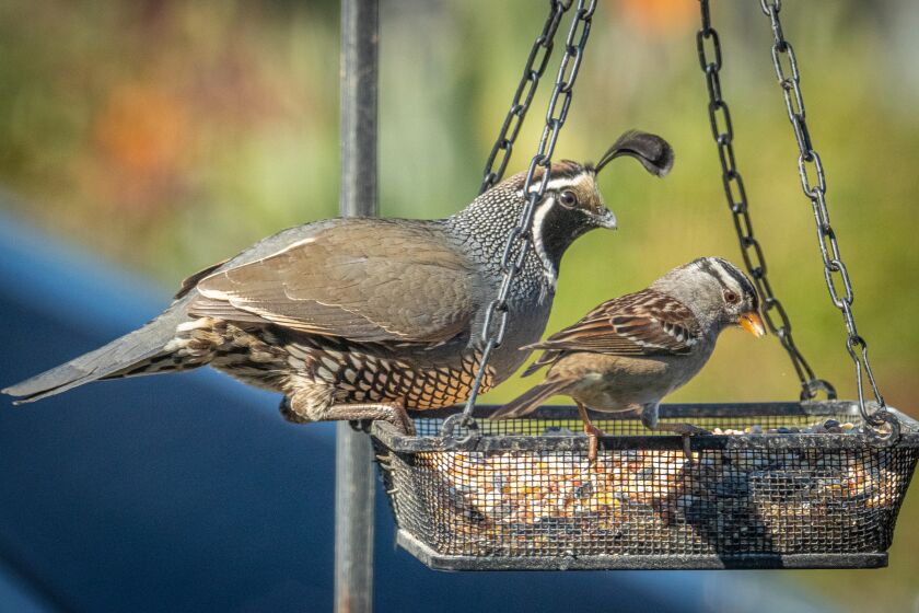 A California quail and white-crowned sparrow share the basket seed feeder.
