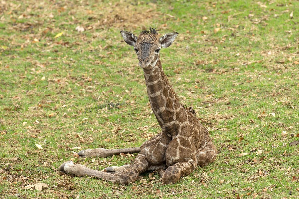 The birth of the Safari Park's first giraffe calf of 2022. The not-yet-named youngster was born to first-time mom Zindzhi.