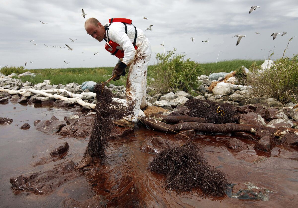 A worker collects blobs of oil from the BP spill with an absorbent snare on Queen Bess Island in Louisiana on June 4, 2010.