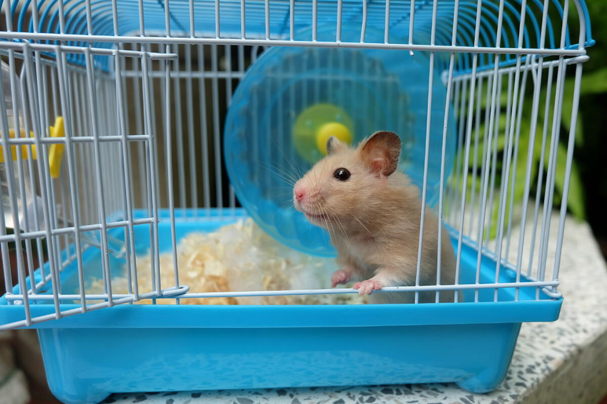 Blue Thing In Teeth A Beginner’s Guide to Hamsters: Feeding, Handling, and Everyday Care ...