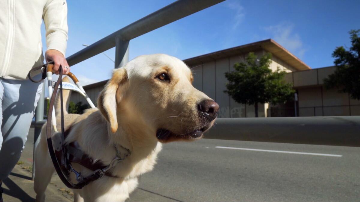 One of the featured guide dogs in "Pick of the Litter."