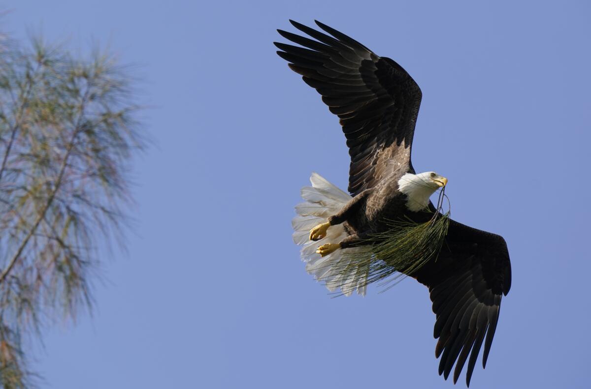 Un águila calva lleva ramitas para armar su nido en Pembroke Pines (Florida) el 10 de diciembre del 2021.