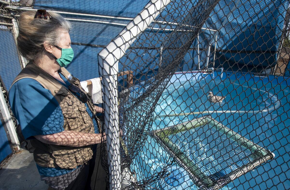 Debbie McGuire, of the Wetlands and Wildlife Care Center, tends to a northern fulmar at the Huntington Beach facility.