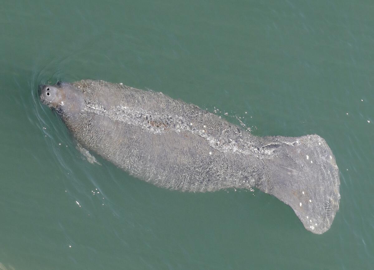 A manatee comes up for air.