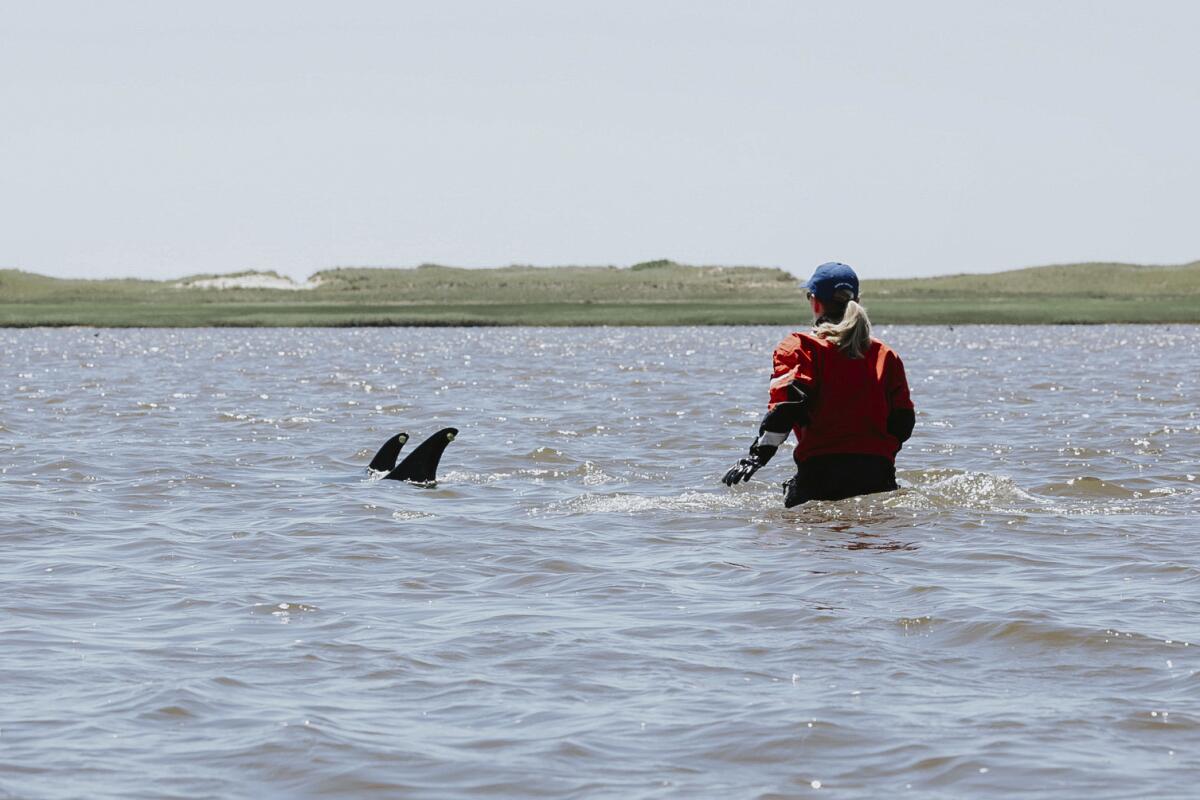Un voluntario intenta guiar a delfines a aguas más profundas el viernes 28 de junio de 2024