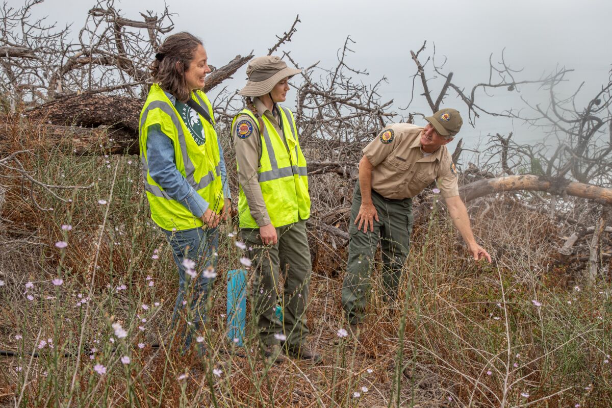 Christa Horn, Cara Stafford and Darren Smith (from left) check out a dead grove in the Torrey Pines State Natural Reserve.