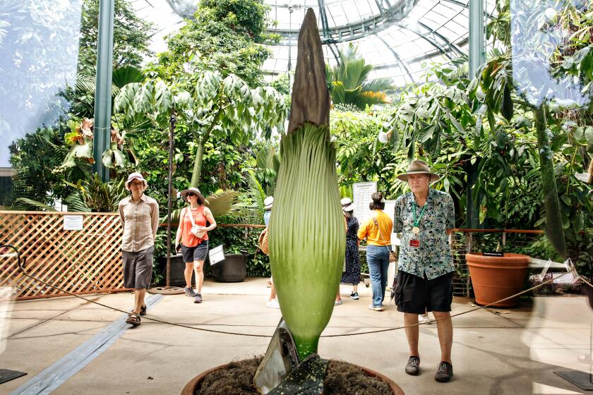 San Marino, CA - August 24: People view the corpse flower at the Huntington Library and Botanical Gardens on Thursday, Aug. 24, 2023 in San Marino, CA. (Jason Armond / Los Angeles Times)