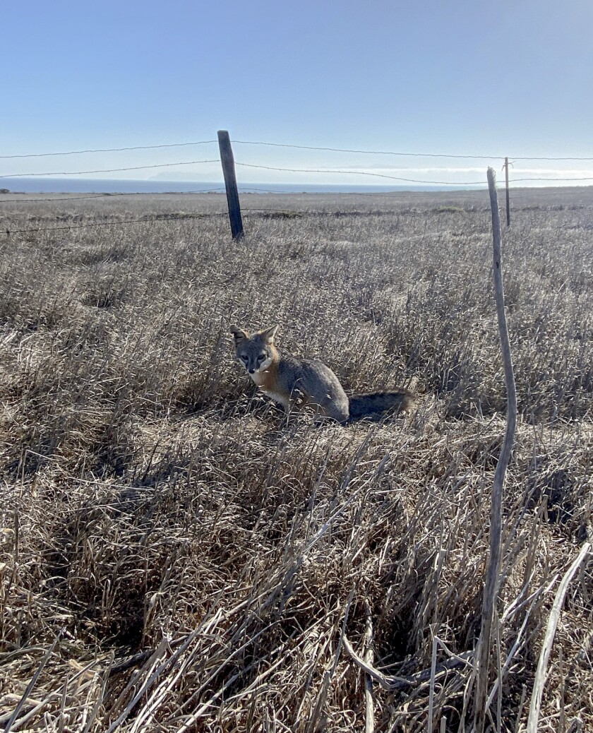 A small fox sits in dry brush