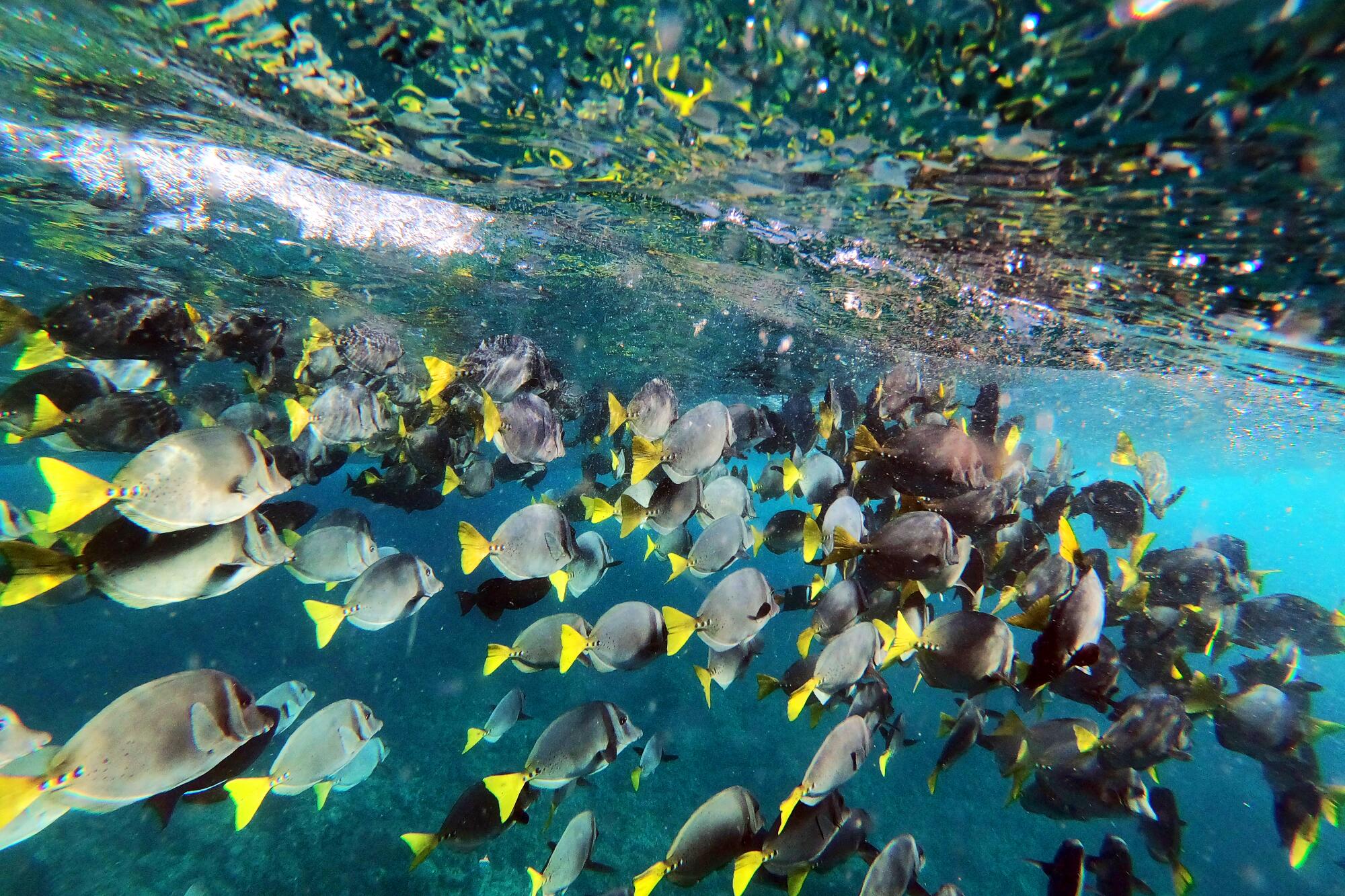 Fish swim in a large school in clear blue water