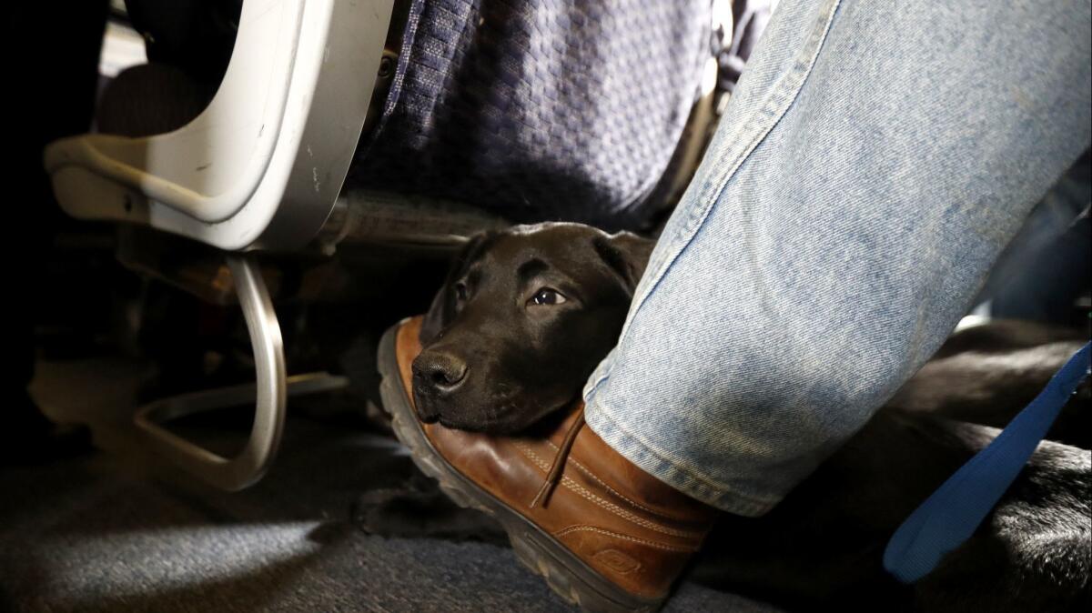 A service dog named Orlando rests on the foot of its trainer awaiting a flight. Should animals on planes be limited to trained service animals? What of emotional support animals? Reader weigh in.