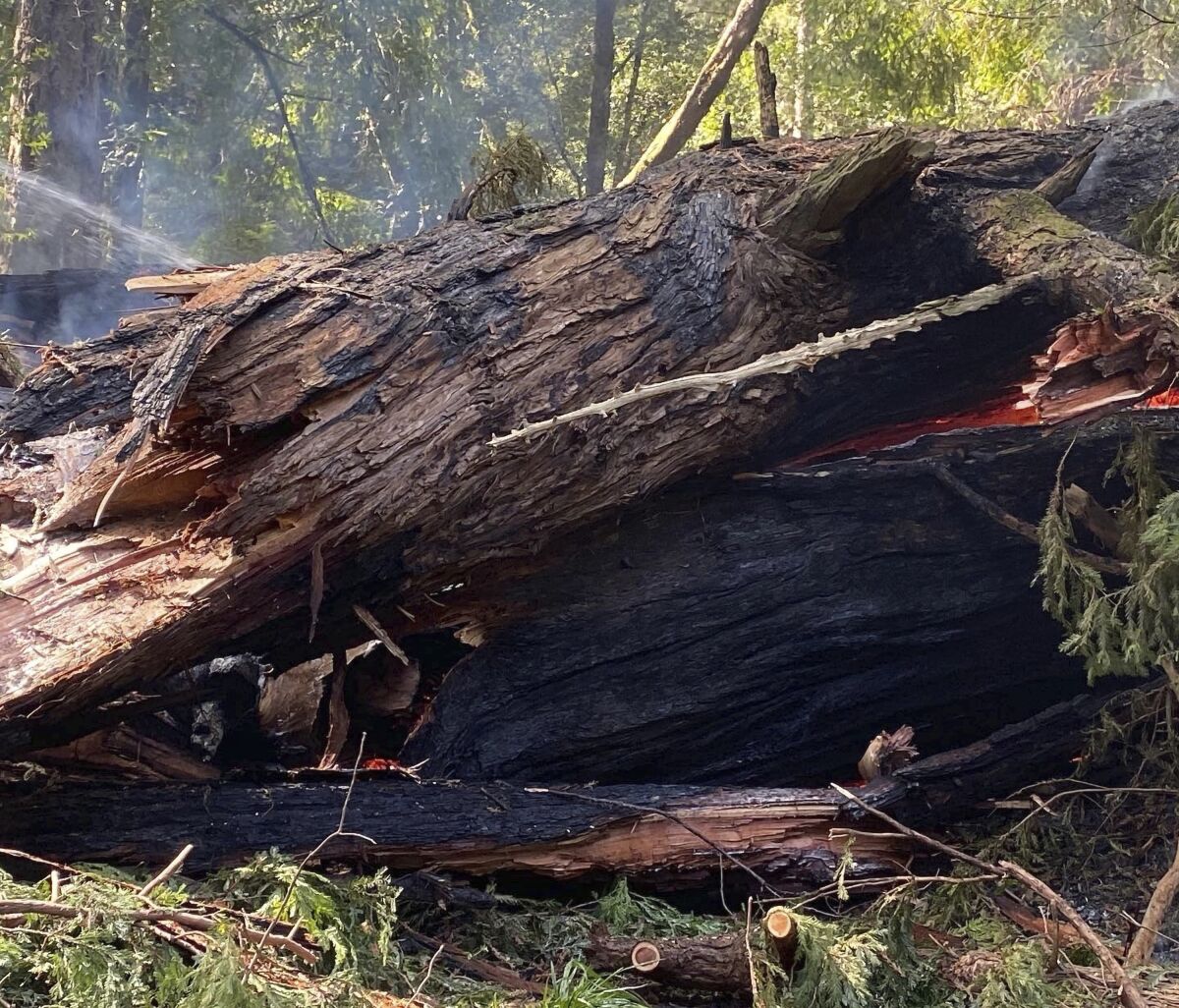 Fire-damaged tree