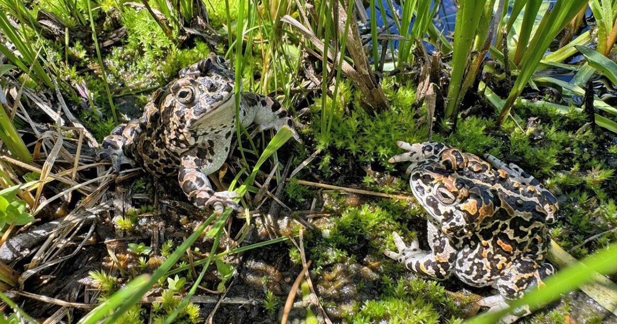 Uncommon toad raised in San Francisco relocates to Yosemite Nationwide Park