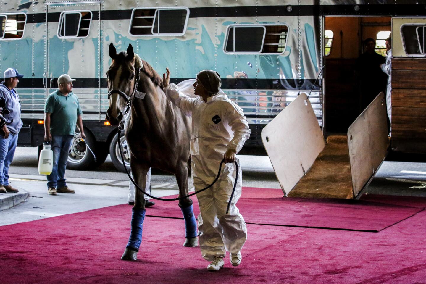 Jenny Schildt with horse Farfelu de la Pomme, left, and other horses in a trailer on its arrival at Los Angeles Convention Center.