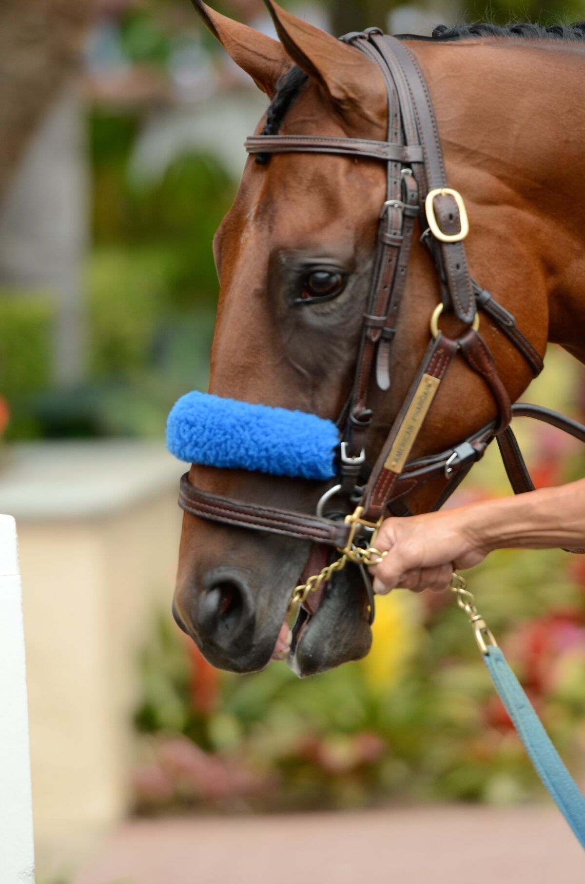 Triple Crown winner American Pharoah made his debut at Del Mar last summer, and he will be at the track this year. Officials are hoping he will make a public appearance on TVG Pacific Classic Day, Aug. 22. Photo by Kelley Carlson