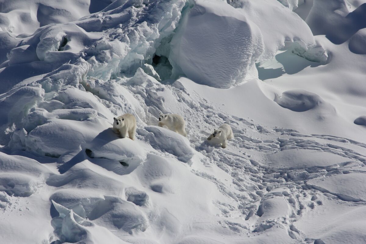An adult female polar bear, left, and two 1-year-old cubs walk over snow-covered freshwater glacier ice in Southeast Greenland in March 2015. With limited sea ice, these Southeast Greenland polar bears use freshwater icebergs spawned from the shrinking Greenland ice sheet as makeshift hunting grounds, according to a study in journal Science released Thursday, June 16. (Kristin Laidre via AP)