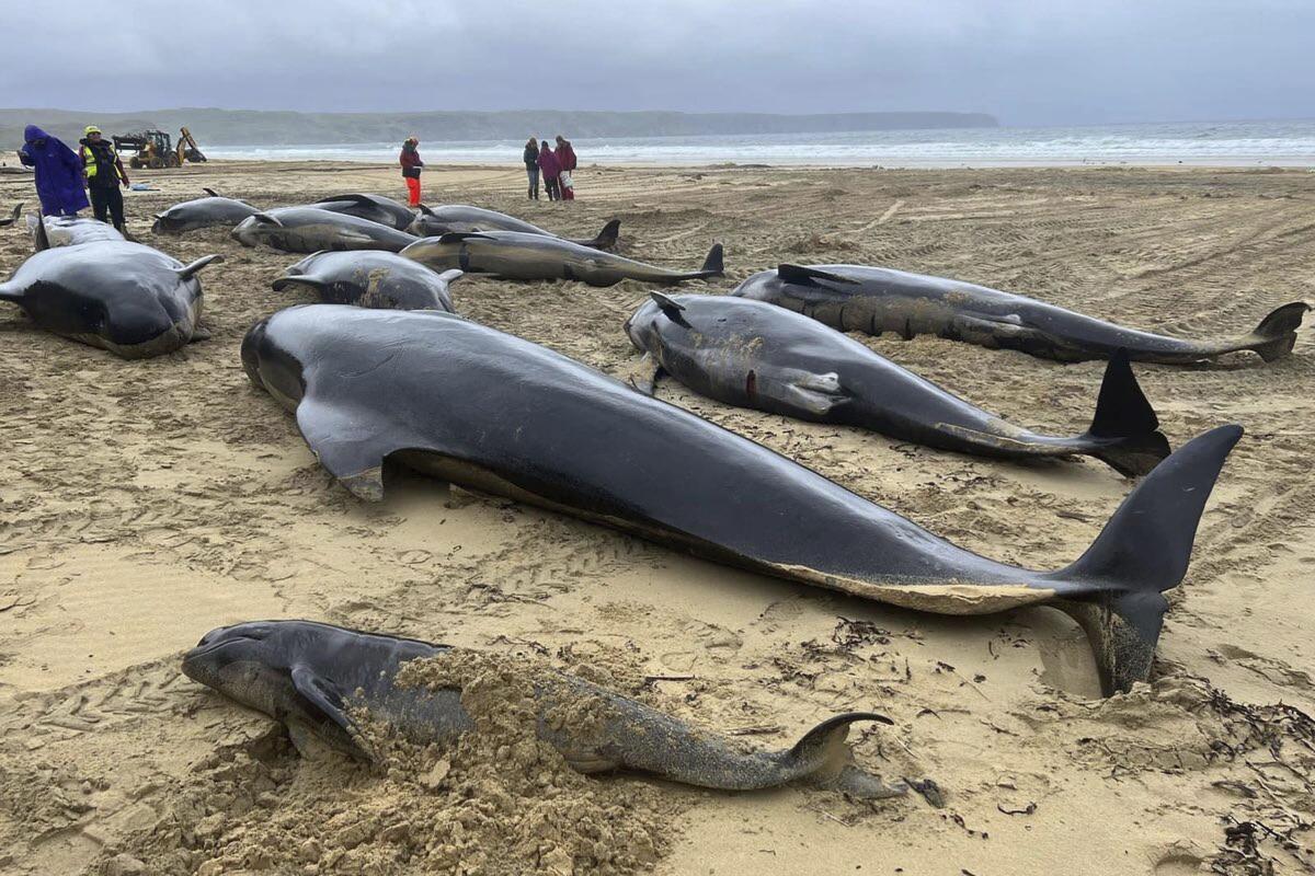 Pilot whales of differing sizes washed ashore on the Isle of Lewis, Scotland.