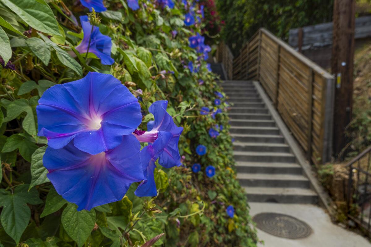  Brilliant blue morning glories bloom alongside the Prospect Stairs 