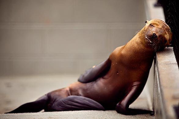 Malnourished sea lion pup