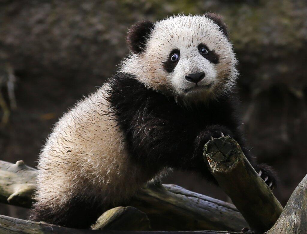 San Diego's giant panda cub