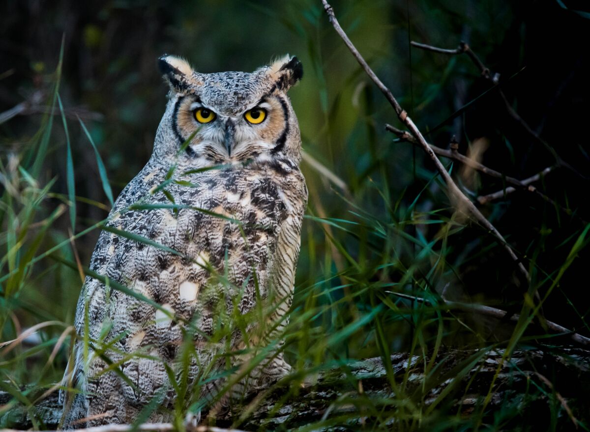 Nests of great horned owls (above) and hawks are part of the 2020 Raptor Survey of Griffith Park and beyond.
