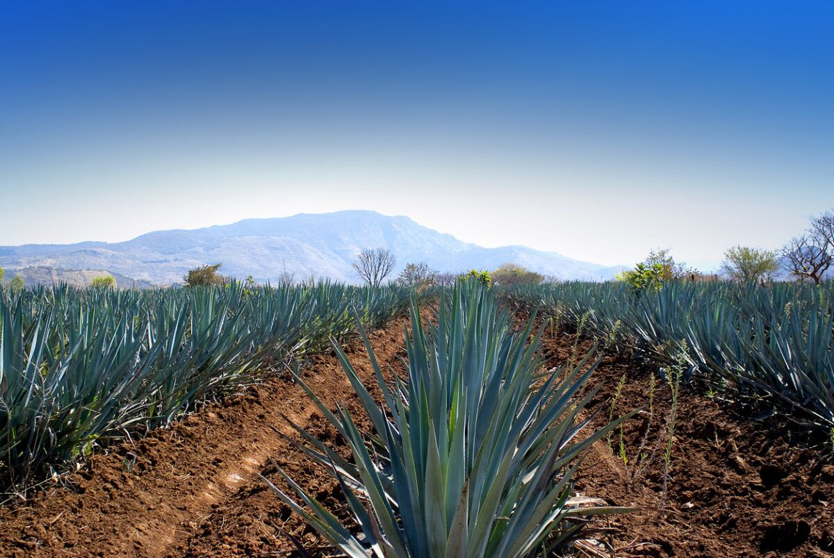 Agave field. (iStock)