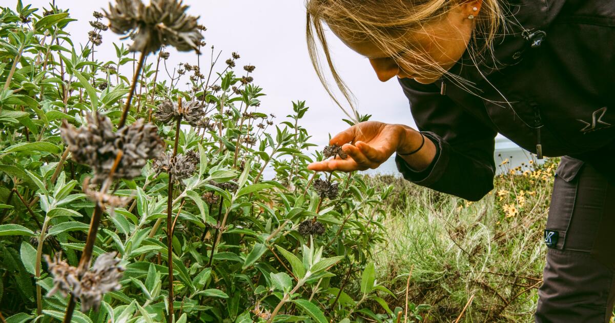 Como ser voluntário com plantas nativas em LA, Santa Bárbara, OC Como ser voluntário com plantas nativas em LA, Santa Bárbara, OC