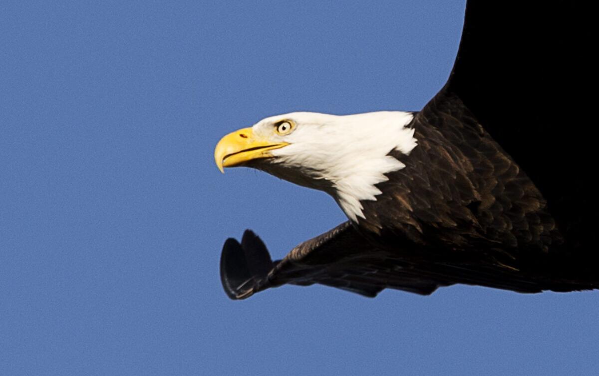 Renewable energy projects will now be able to obtain permits up to 30 years allowing them to kill protected eagles without penalty.