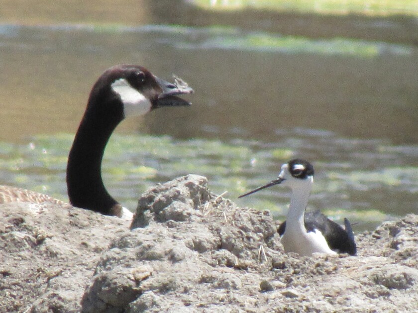 Federally protected species like Black necked stilt (right) and Canada goose are part of the Migratory Bird Treaty Act.