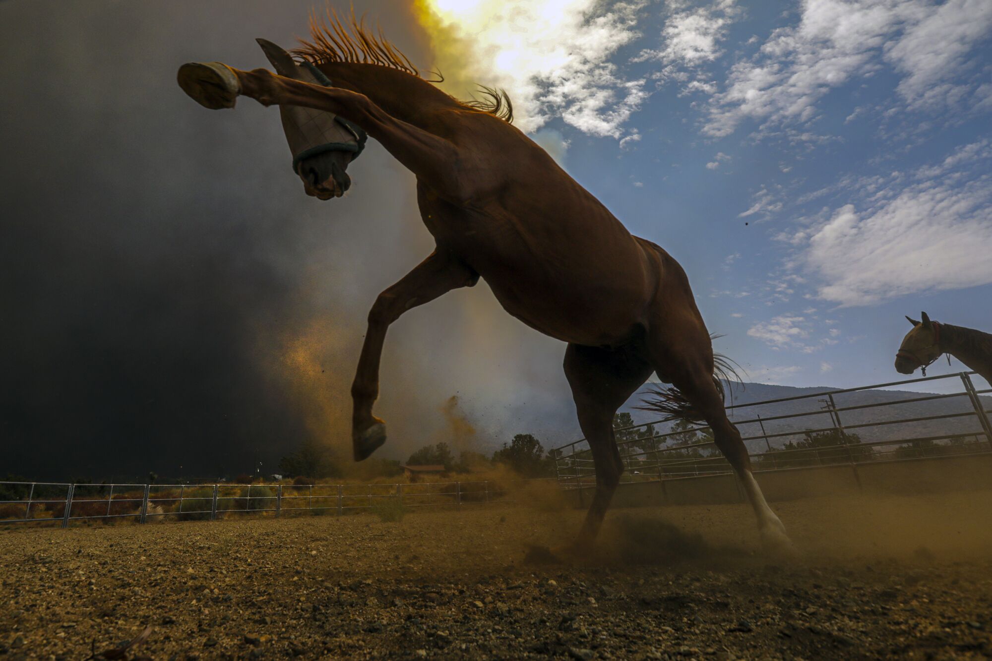 Horses are spooked by the approaching Bobcat fire on 106th Street in Juniper Hills on Friday.