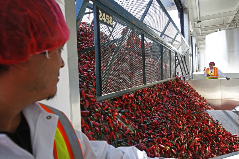 Hundreds of bright red chillies pour through an opening as two people in orange vests look on.