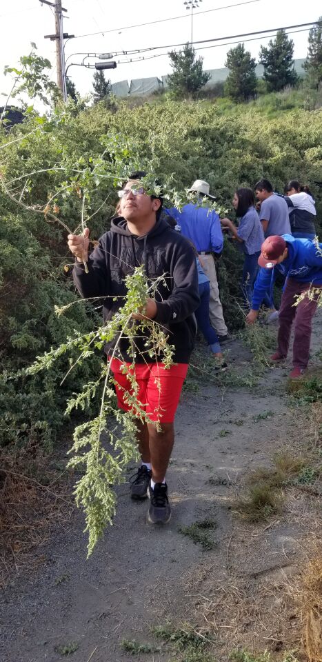 Gael carries away a particularly large clipping of salt bush, an invasive plant species that can easily outgrow native plants, if not removed.