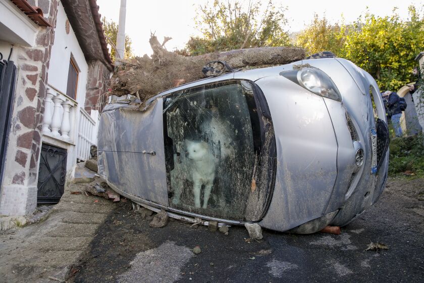 A dog who got trapped in his owners' car for some 72 hours peeks through the windscreen while rescuers search for possible survivors of the family in Casamicciola, on the southern Italian island of Ischia, Monday, Nov. 28, 2022. Authorities said that the landslide that early Saturday destroyed buildings and swept parked cars into the sea left at least eight people dead and more missing. (AP Photo/Salvatore Laporta)
