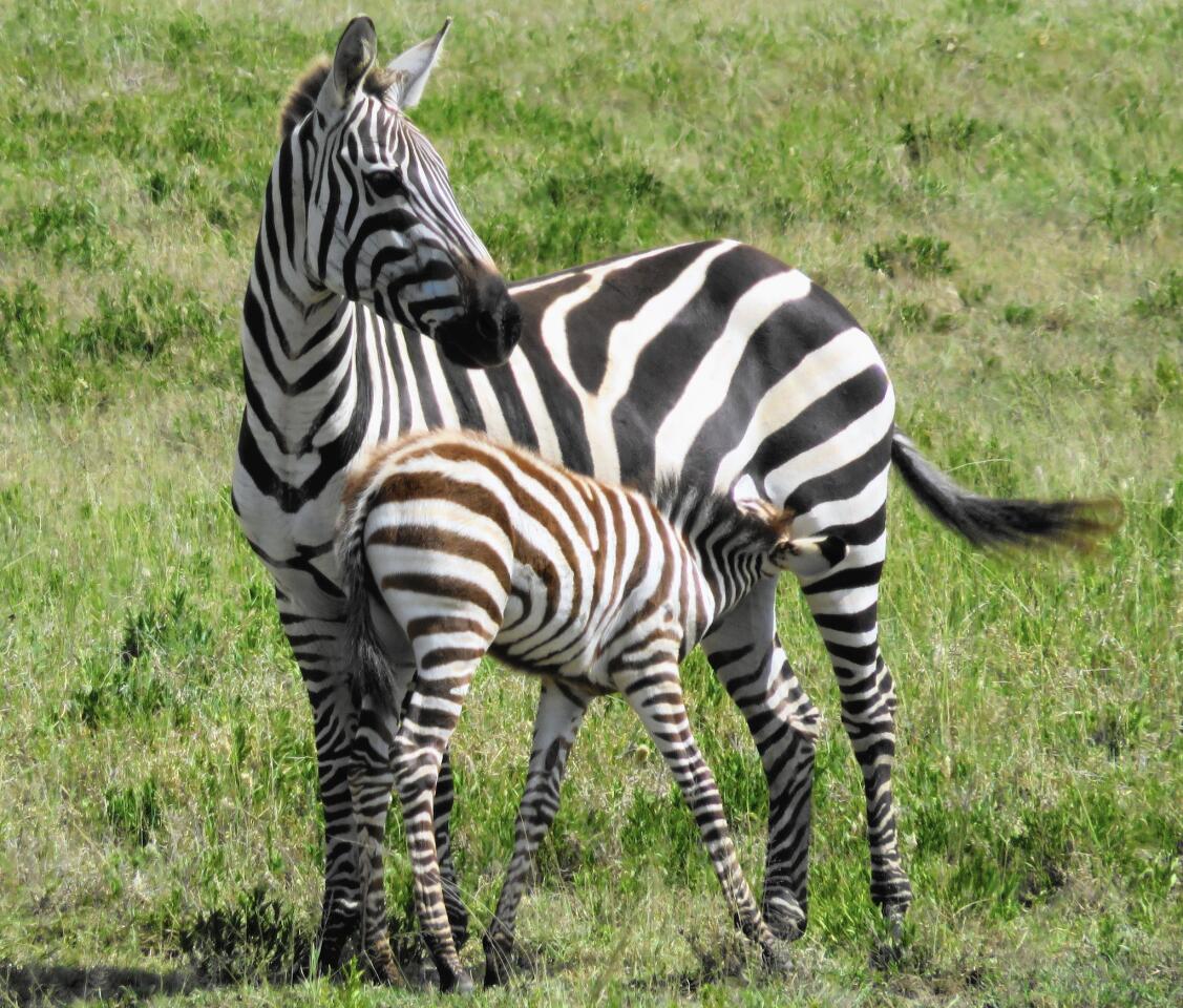 A zebra mother with her young is pictured in Serengeti.