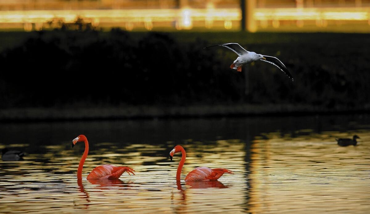 Two flamingos float on a lake at Betfair Hollywood Park racetrack in Inglewood. Los Angeles Zoo officials tried to trap them twice to take them to the Charles Paddock Zoo in Atascadero, but the birds escaped both attempts.