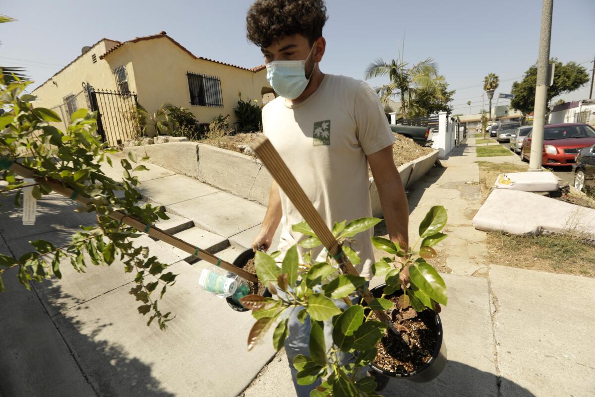 Eduardo Armenta delivers trees to a resident along 113th Street in Watts.
