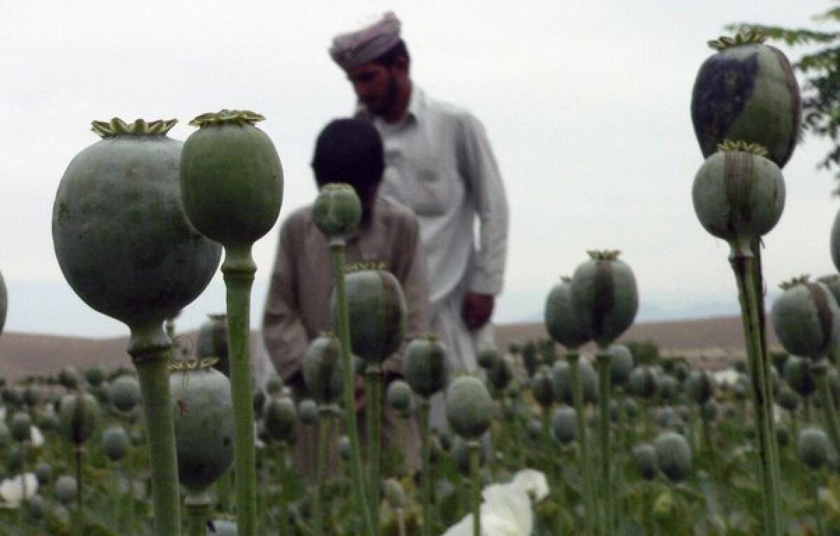 Men collect raw opium to be processed into heroin from poppy buds on the outskirts of Jalalabad, Afghanistan.