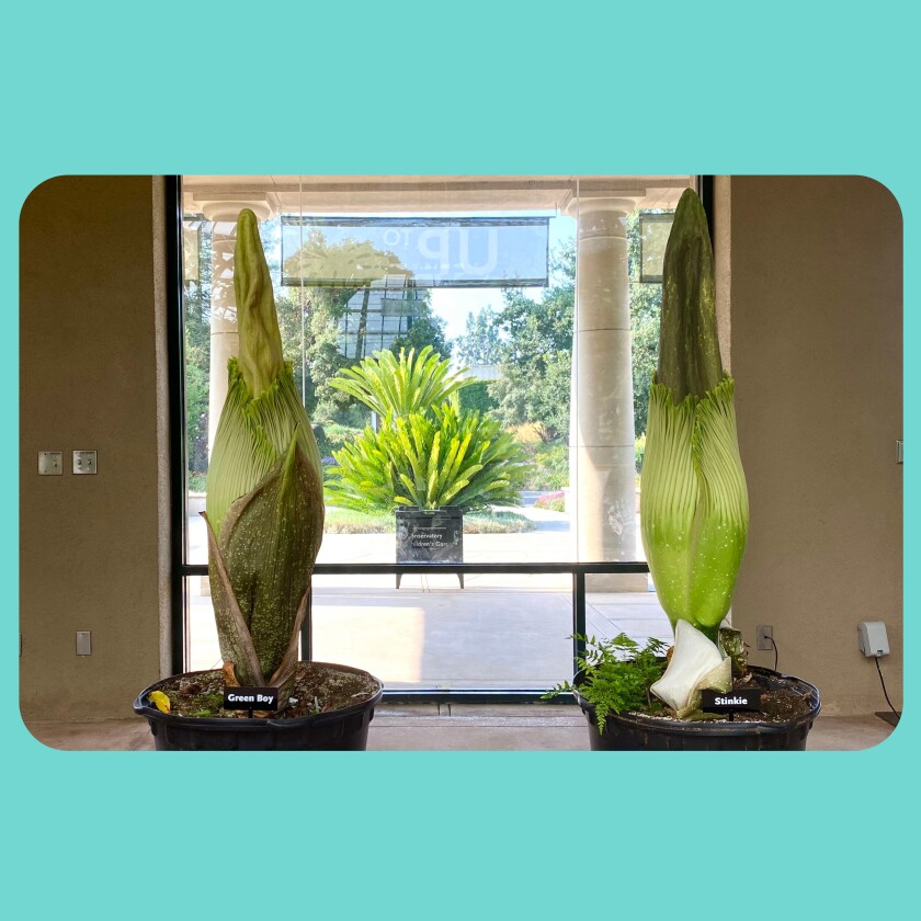 Two corpse flowers on display at the Huntington in San Marino.