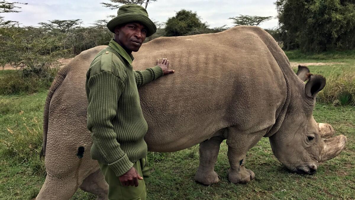 In this July 28, 2017, photo, wildlife ranger Zachariah Mutai takes care of Sudan, the world's last male northern white rhino, at the Ol Pejeta Conservancy in Laikipia county in Kenya.