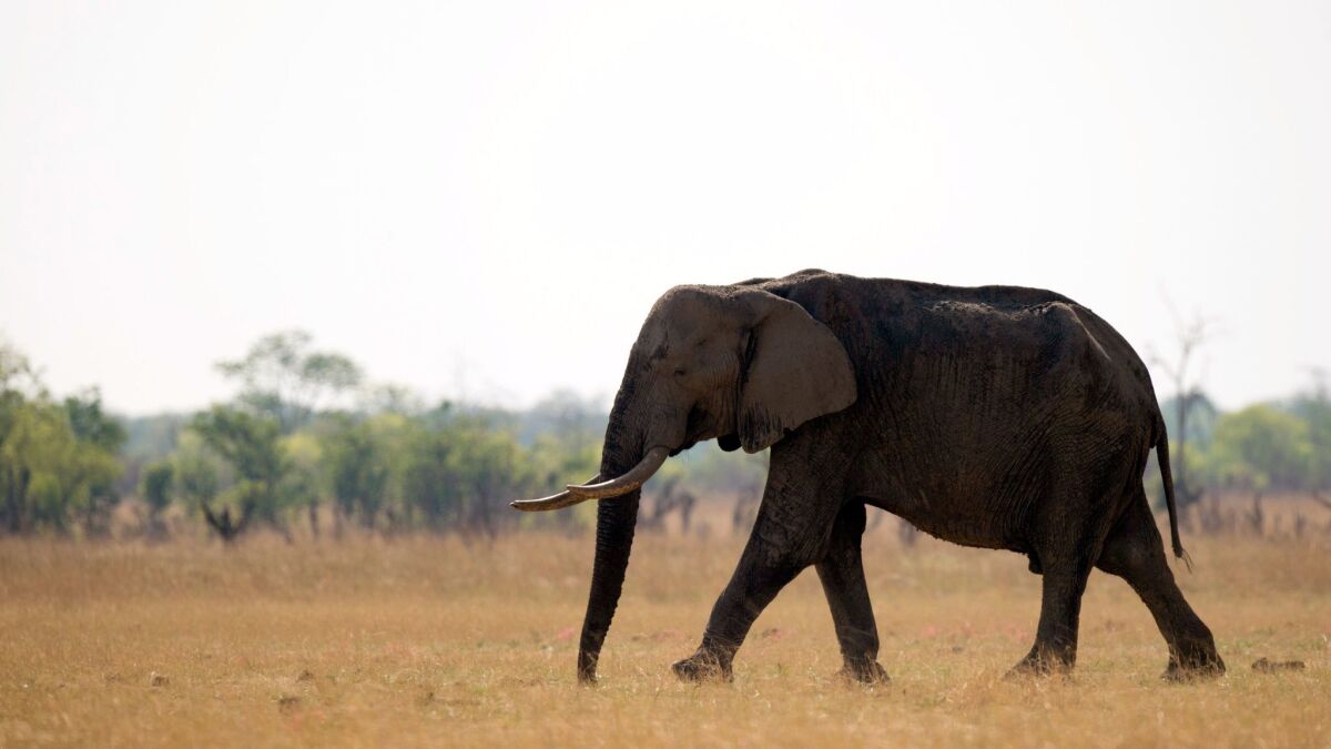An African elephant at Hwange National Park in Zimbabwe in 2012.