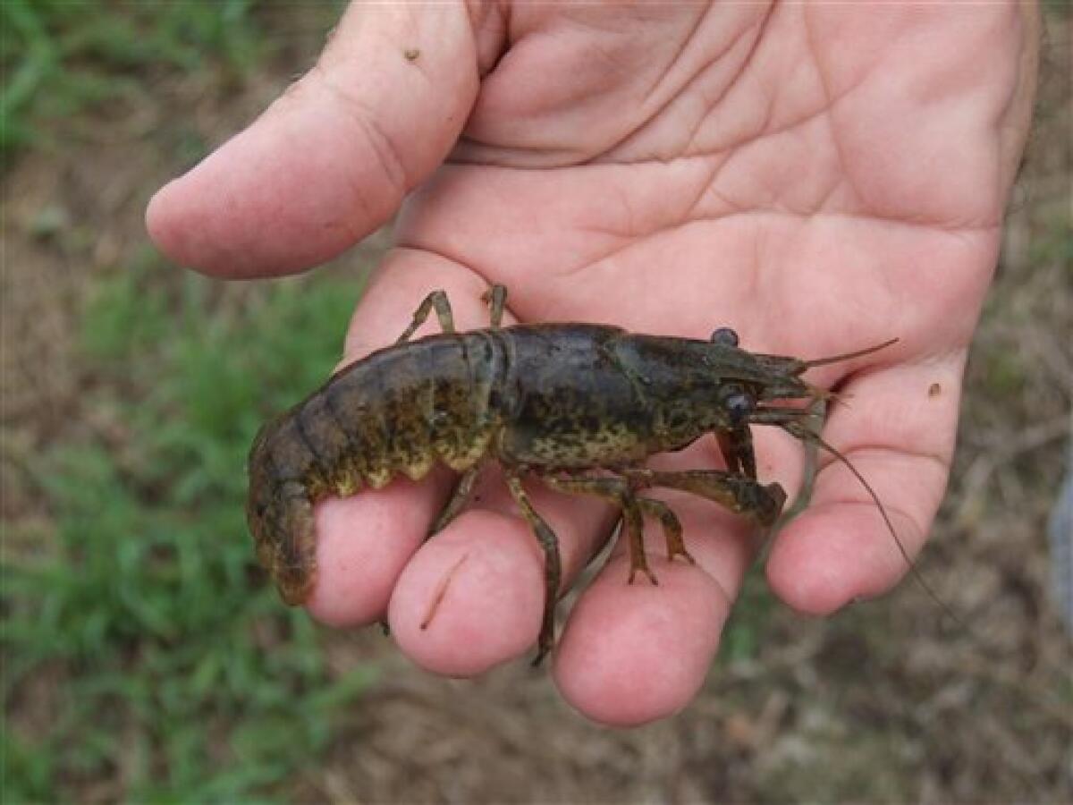 This undated photo provided by the LSU AgCenter, shows a shrimp crawfish. LSU AgCenter researcher Greg Lutz is studying whether the shrimp crawfish could be economically farmed, providing a fall crop with a higher percentage of edible “tail” meat because of the claws are so much smaller. (AP Photo/LSU AgCenter, Tobie Blanchard) NO SALES