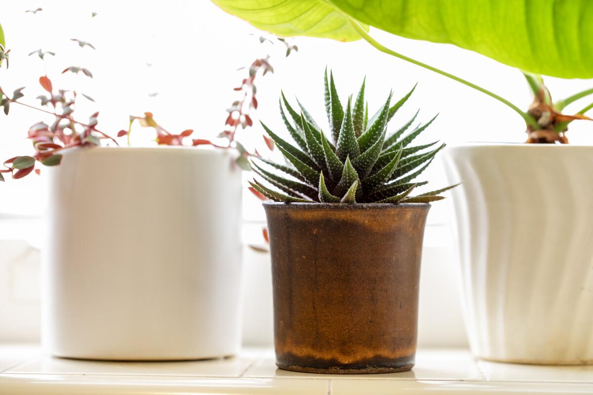 Haworthia fasciata, center.