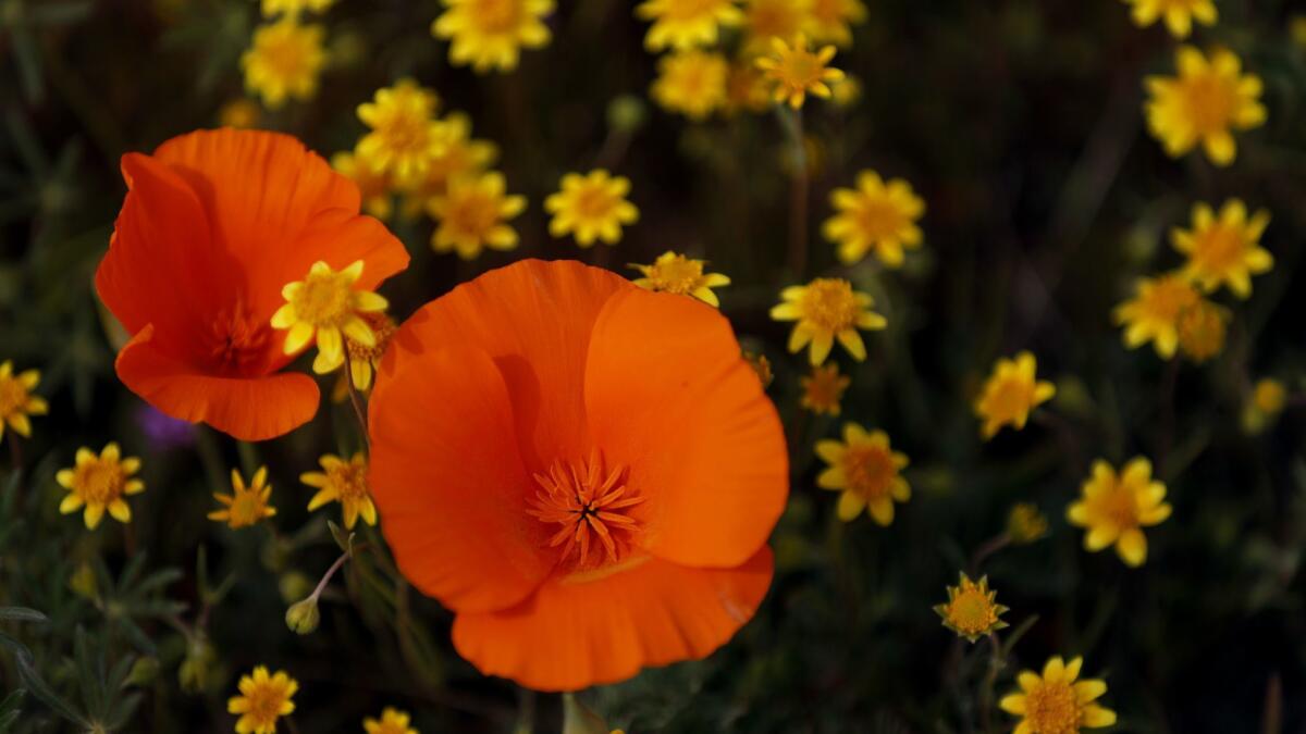 California poppies and goldfields at the Antelope Valley California Poppy Reserve in Lancaster.