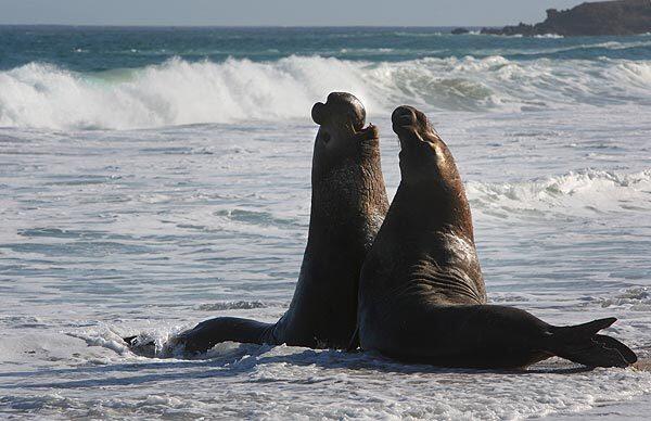 Seals